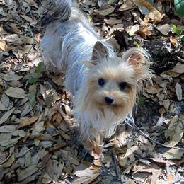 Minx - Yorkshire Terrier