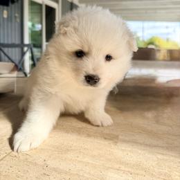Neptune - White male American Eskimo Dog puppy in El Cajon, California from Sesi’s Legacy Kennels