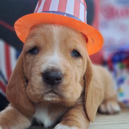 Basset Hound and Beagle Puppies from Orange Mountain Basset Hounds & Beagles