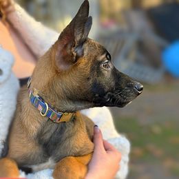 Raya - Fawn female Belgian Malinois puppy in Linwood, Michigan from Gillis Malinois LLC