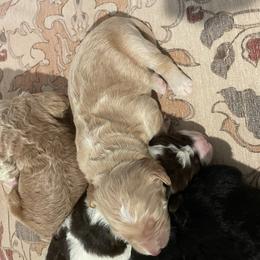 Arthur - Apricot male Goldendoodle puppy in Stafford, Virginia from Morris Doodles Virginia