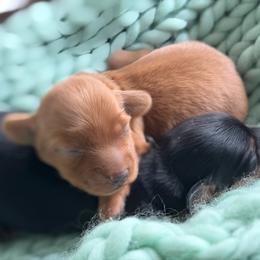 Holly - Red female Dachshund puppy in Granger, Indiana from Woodland Doxies