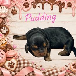 Pudding - Black white and brown female Basset Hound puppy in Oronogo, Missouri from Dutton's Show Me Farms
