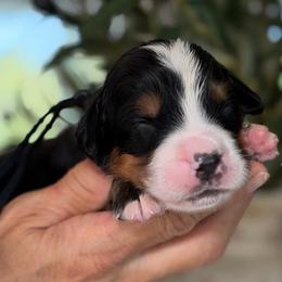 Dot - Tri-color male Bernese Mountain Dog puppy in Yuciapa, California from AlltheDoodlez_