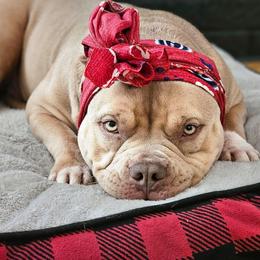 Winnie Bear - American Bully