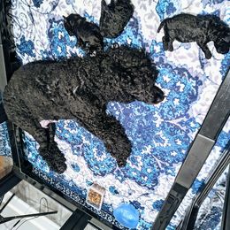 Chow Chow and Poodle Puppies from Pandora