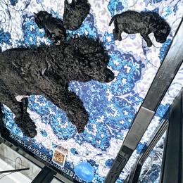 Chow Chow and Poodle Puppies from Pandora