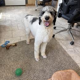 Ziggy - Poodle