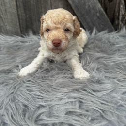 Blue collar - White male Poodle puppy in Fredericktown, Missouri from Ellie & Co. Doodles and Poodles