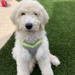 Goldendoodle All Grown Up from Goldendoodle AZ