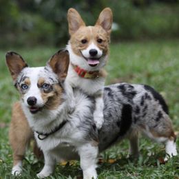 American Corgis and Pembroke Welsh Corgis from Newlands Insane Danes and Corgis