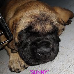 Sunny - Apricot female Mastiff puppy in Pleasanton, Texas from RKS Mastiff