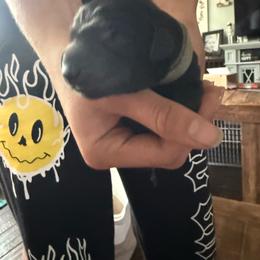 Grey collar black male - Black male Labrador Retriever puppy in Moore, Oklahoma from Okiehuntinboyz Labrador Retrievers