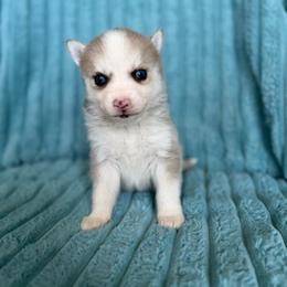 Milo - Merle male Pomsky puppy in Aberdeen, Idaho from Willow Creek Cresteds