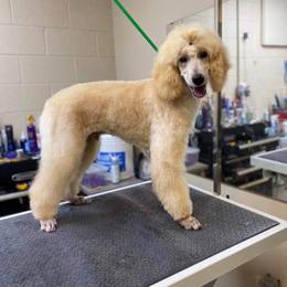 Simo - Poodle