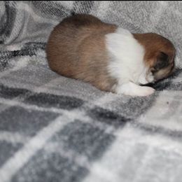 "Male" Pomeranian Puppies from Brenda's Pomeranians