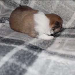 "Male" Pomeranian Puppies from Brenda's Pomeranians
