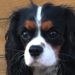 Cavalier King Charles Spaniels from Lakeview Cavaliers