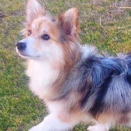 American Corgis and Pembroke Welsh Corgis from Skoal Creek Corgi's