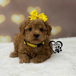 Jessie - Apricot female Poodle puppy in Nashville, Arkansas from Cuddles n Curls