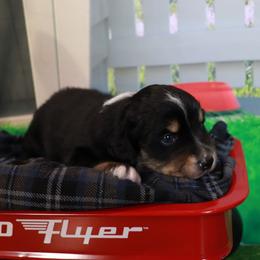 Snoopy - Black tri male Miniature Australian Shepherd puppy in Macomb, Missouri from Faunus Farms and Aussies