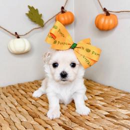Dottie - White female Maltese puppy in Morehead, Kentucky from Paw Perfect Pets
