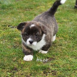 Haze - Brindle and white female American Corgi puppy in Concrete, Washington from Wigglebutts American Corgis