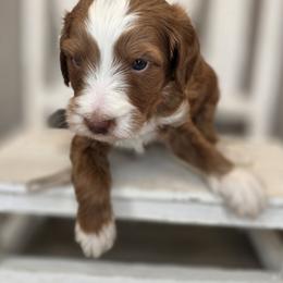 Leaf - Apricot male Goldendoodle puppy in Decatur, Tennessee from Diamond's Doodles