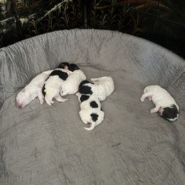 Poodle puppies from Lainy's Homegrown Farm puppies