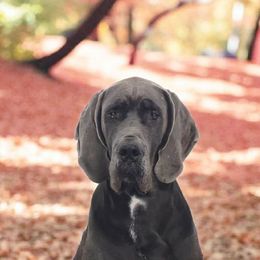 Trudy - Great Dane