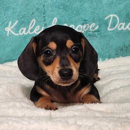 Macchiato - Black and tan female Dachshund puppy in Mount Sherman, Kentucky from Kaleidoscope Dachshunds and Whippets