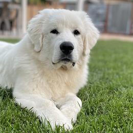 Great Pyrenees from Country Oaks Farm