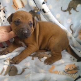 Ranger - Red wheaten male Rhodesian Ridgeback puppy in Carney, Oklahoma from River Run Parson Russell terriers & River Run Ridgebacks
