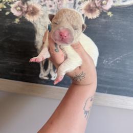 Boy 5 - Lilac dilute male Chinese Shar-Pei puppy in Lehigh Acres, Florida from Florida Wrinkles