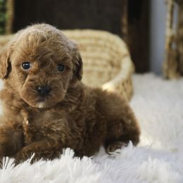 Finnigan - Red  male Poodle puppy in Etna Green, Indiana from Perfect Match Poodles