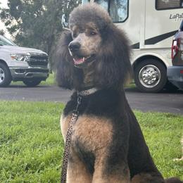 Lova - Poodle