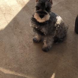 Miniature Schnauzer Puppies from Fraizer Farms