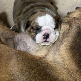 Brindle and white male - Red brindle and white male Bulldog puppy in Fleetwood, Pennsylvania from D and D Bulldogs