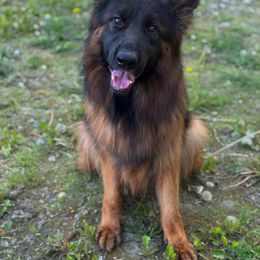 Isa - German Shepherd