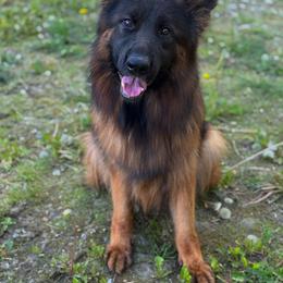 Isa - German Shepherd
