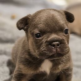 French Bulldog Puppies from BF Frenchie's