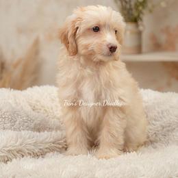 Surprise - Apricot male Aussiedoodle puppy in Centreville, Mississippi from Trin's Designer Doodles