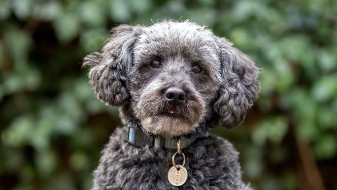 Schnoodle