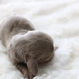 Stormy - Fawn (isabella) and tan female Dachshund puppy in Peebles, Ohio from Cave Valley Hounds