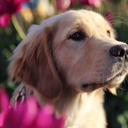 Golden Retrievers from Lo Bue's Golden Retrievers