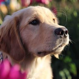 Golden Retrievers from Lo Bue's Golden Retrievers