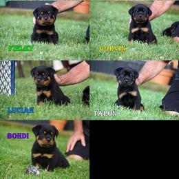 6th pick male - Black and rust male Rottweiler puppy in Frazeysburg, Ohio from Mountain High Kennels