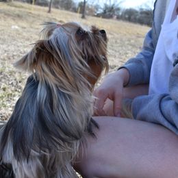 Poppy - Yorkshire Terrier