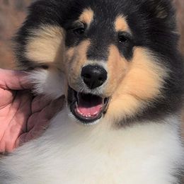 Collies and Shetland Sheepdogs from Sunway Kennels