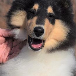 Collies and Shetland Sheepdogs from Sunway Kennels